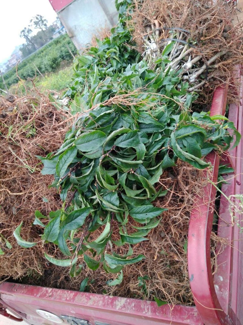 三华李树苗包正宗假一赔十，提供免费种植技术