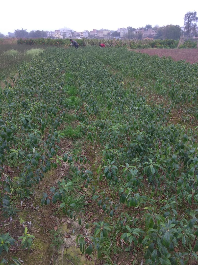 三华李树苗包正宗假一赔十，提供免费种植技术