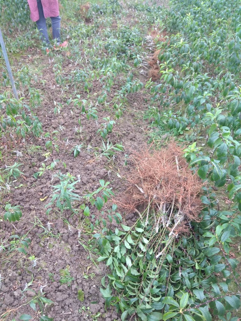 三华李树苗包正宗假一赔十，提供免费种植技术