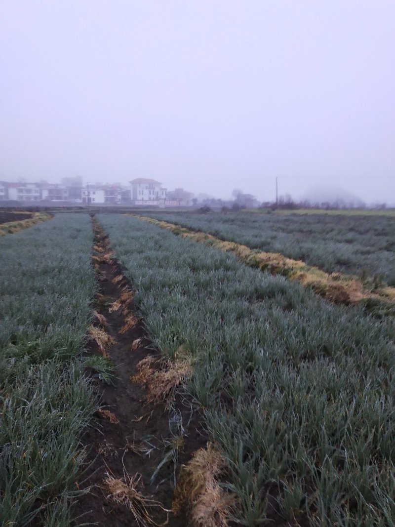大量出售小葱和香菜