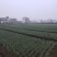 大量出售小葱和香菜