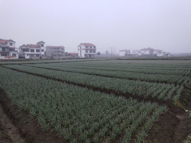 大量出售小葱和香菜