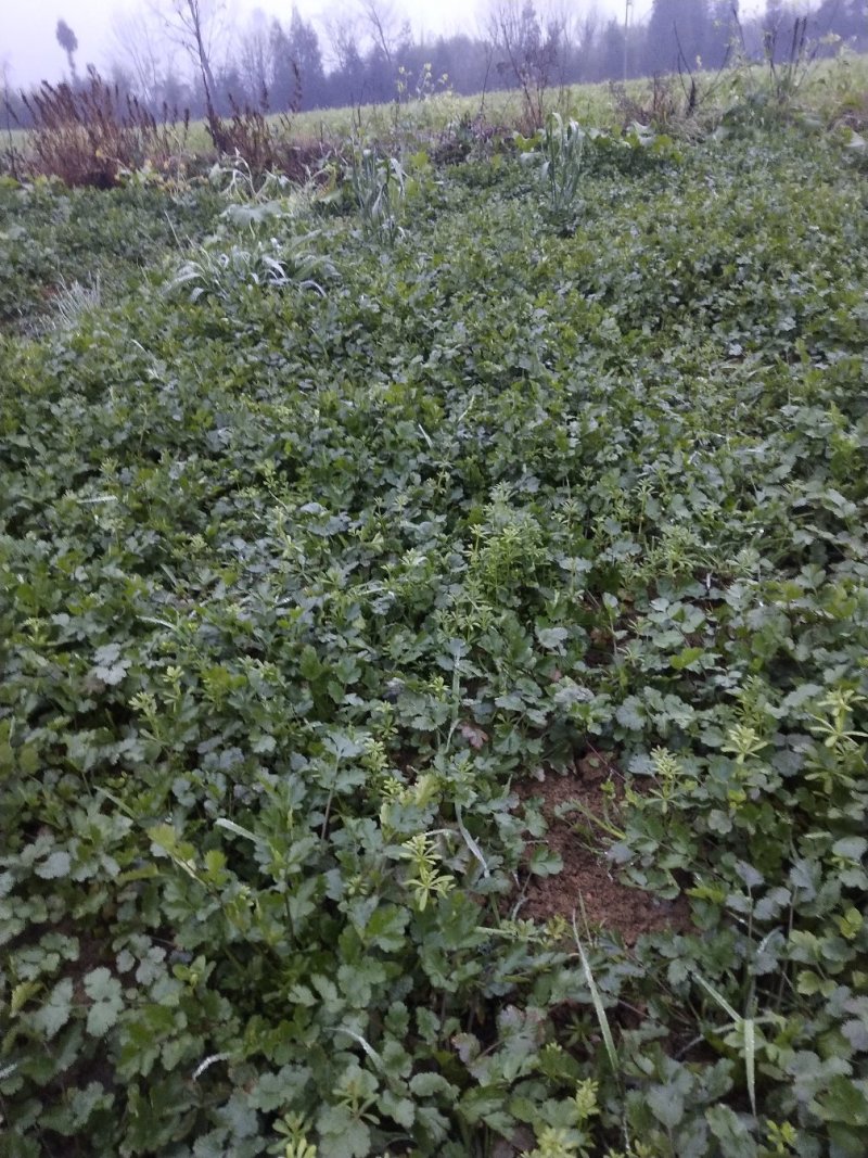 大量出售小葱和香菜