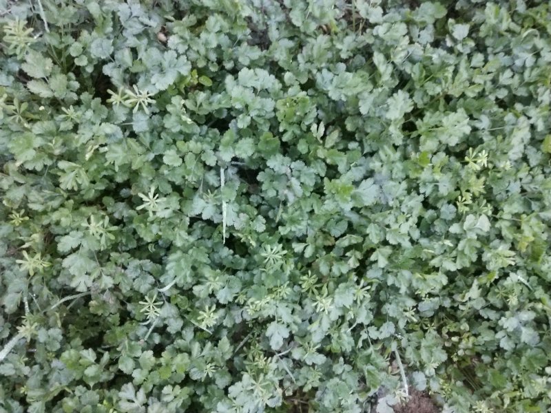 大量出售小葱和香菜