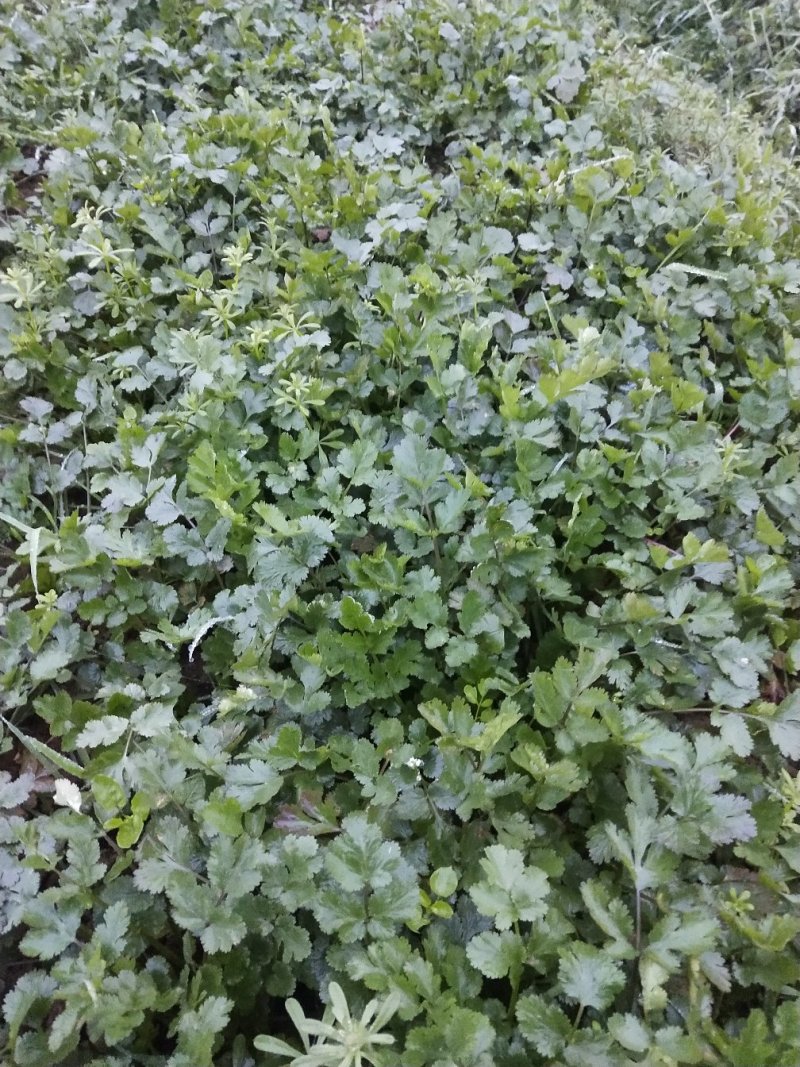 大量出售小葱和香菜