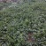 大量出售小葱和香菜