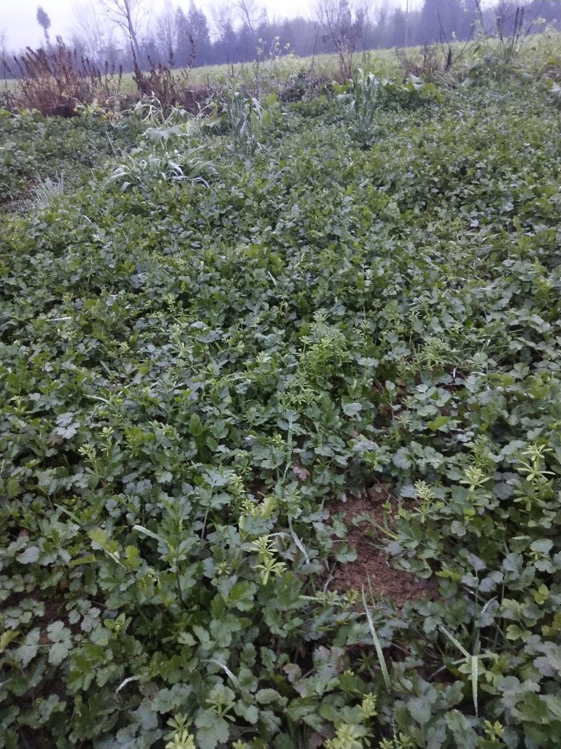 大量出售小葱和香菜