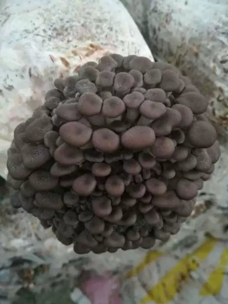 肥西县春红食用菌种植专业合作社秋冬季黑平菇菌棒预订……