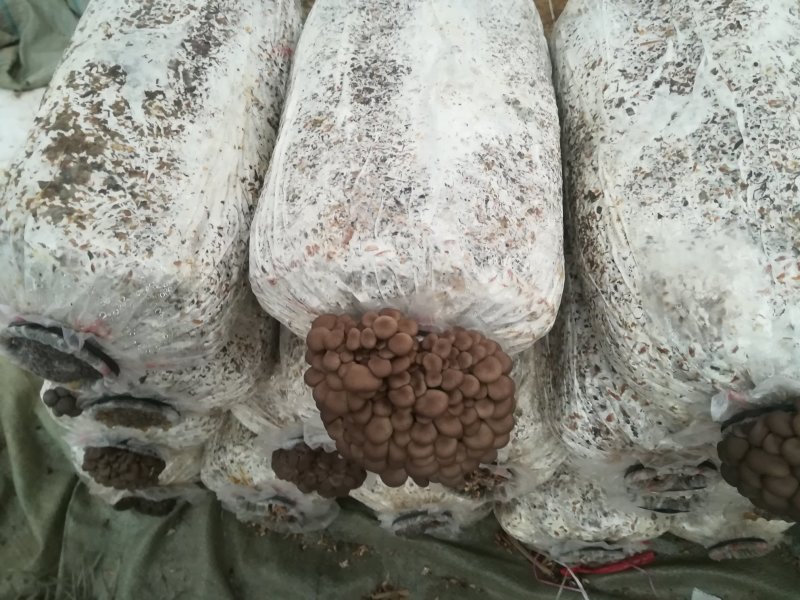 肥西县春红食用菌种植专业合作社秋冬季黑平菇菌棒预订……