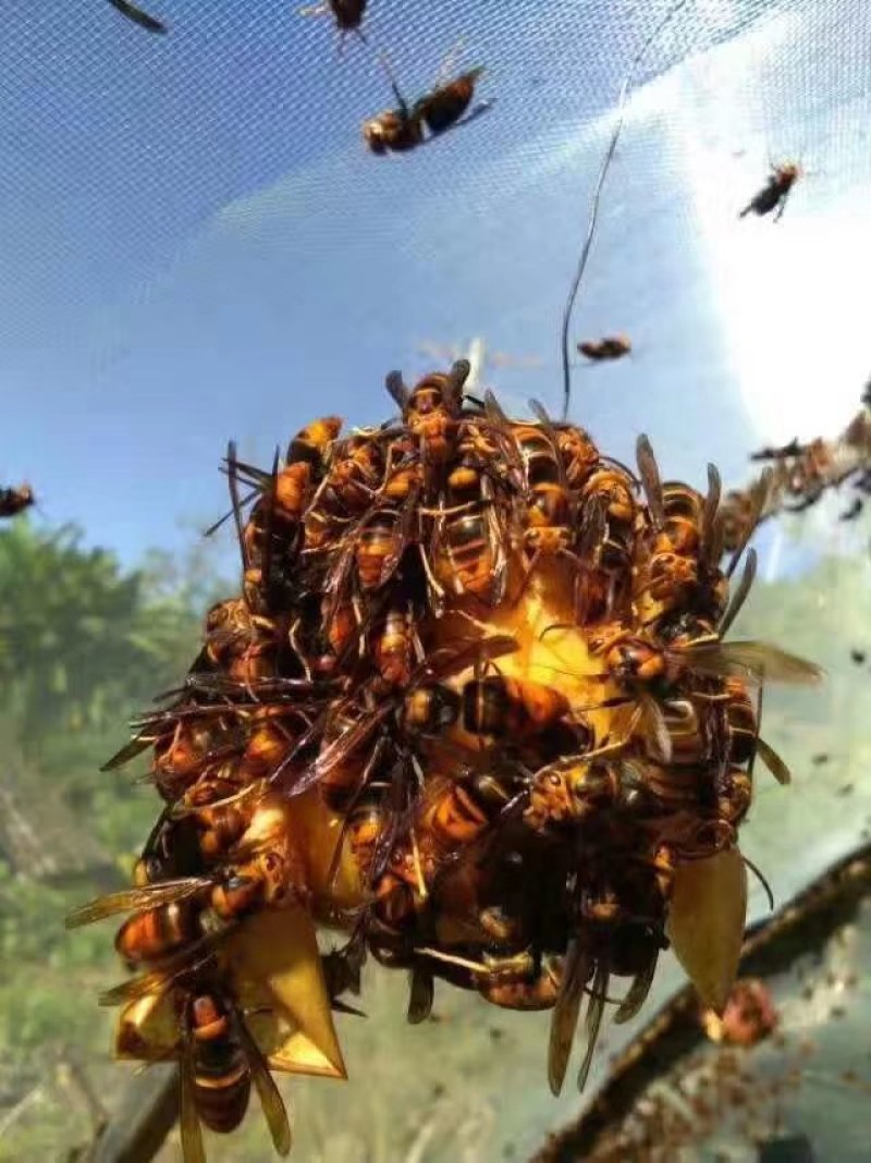 出售葫芦蜂王子蜂群