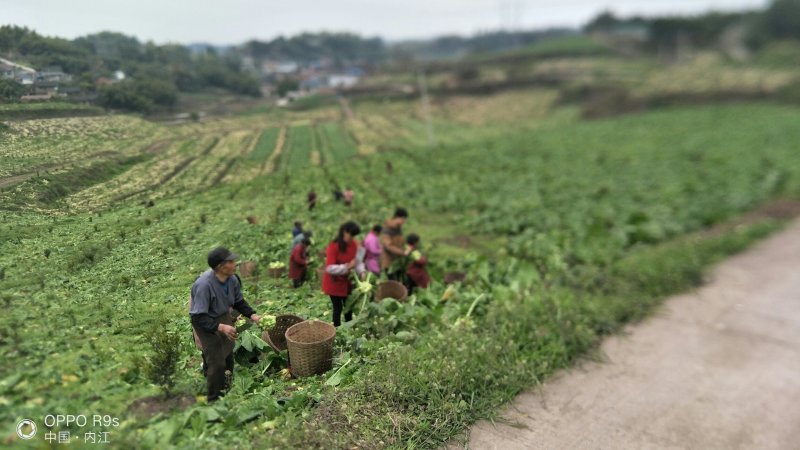 果园转让160亩