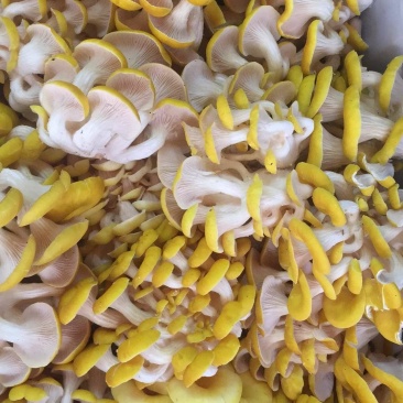 鸡油菌