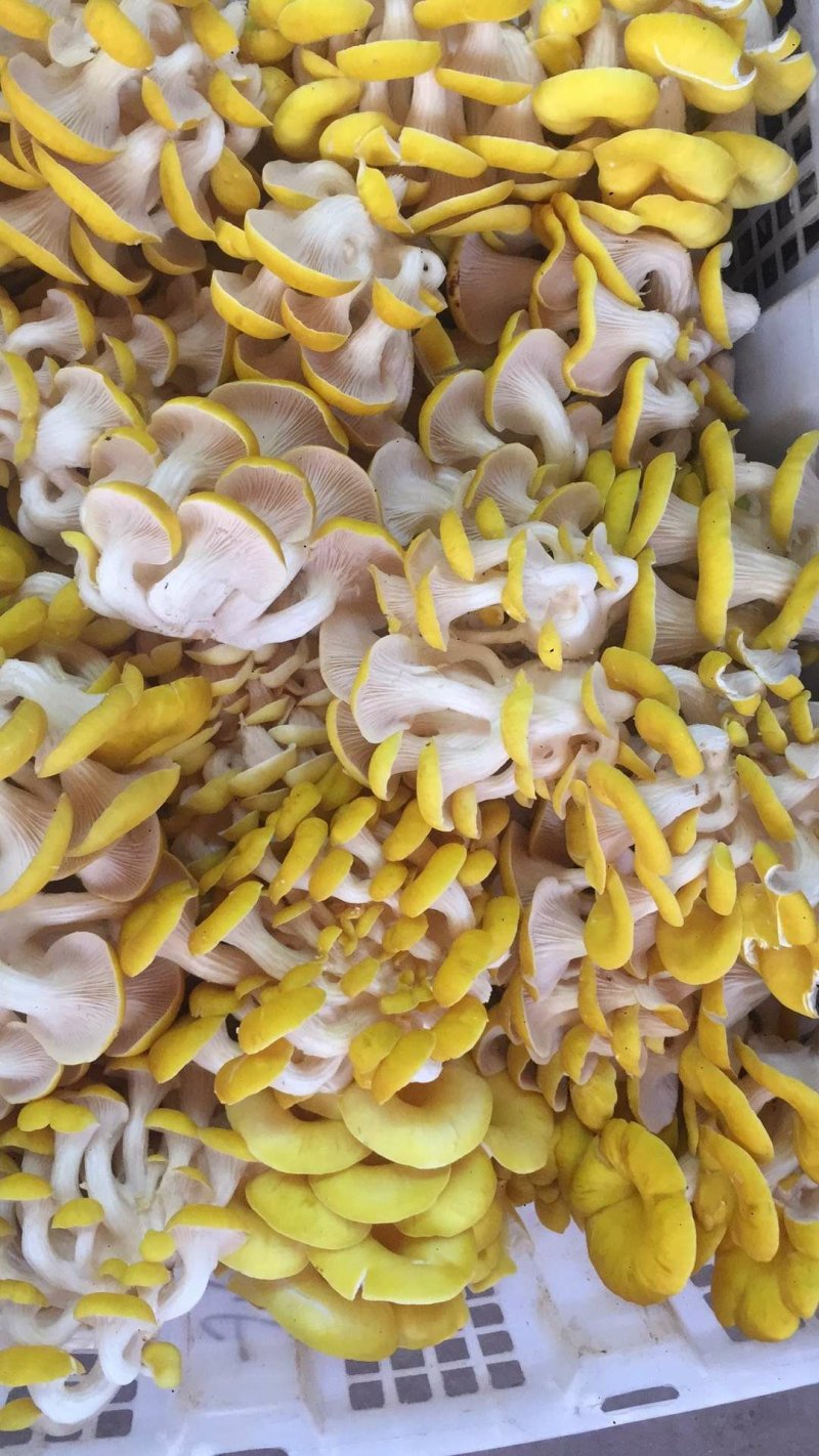 鸡油菌