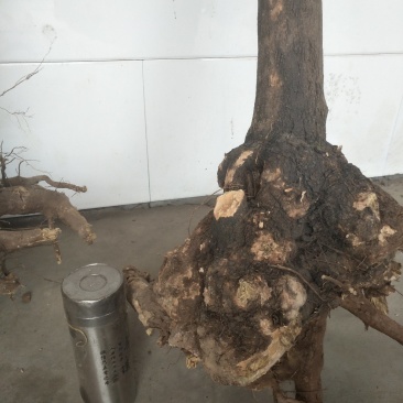 高海拔，根雕基件