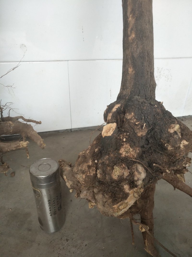 高海拔，根雕基件
