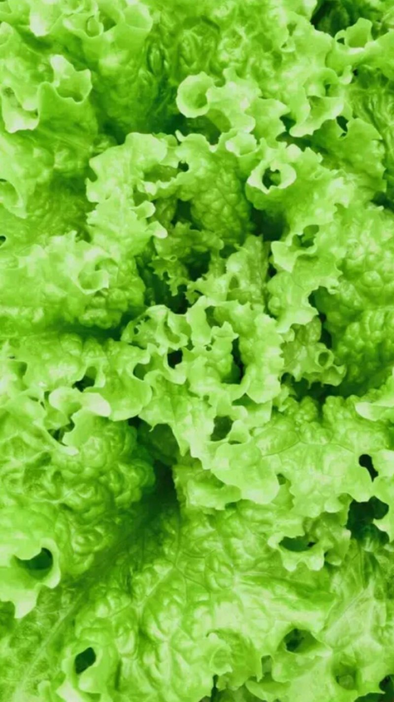 生菜