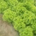 生菜