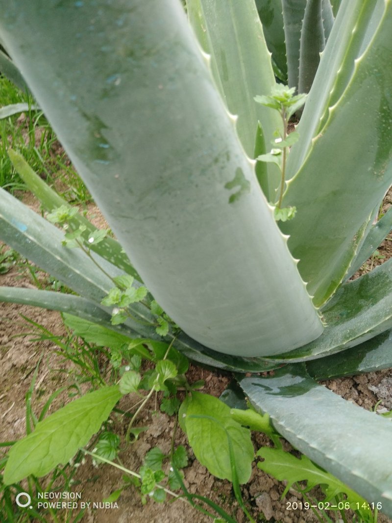 慧美库拉索芦荟-15年生老芦荟