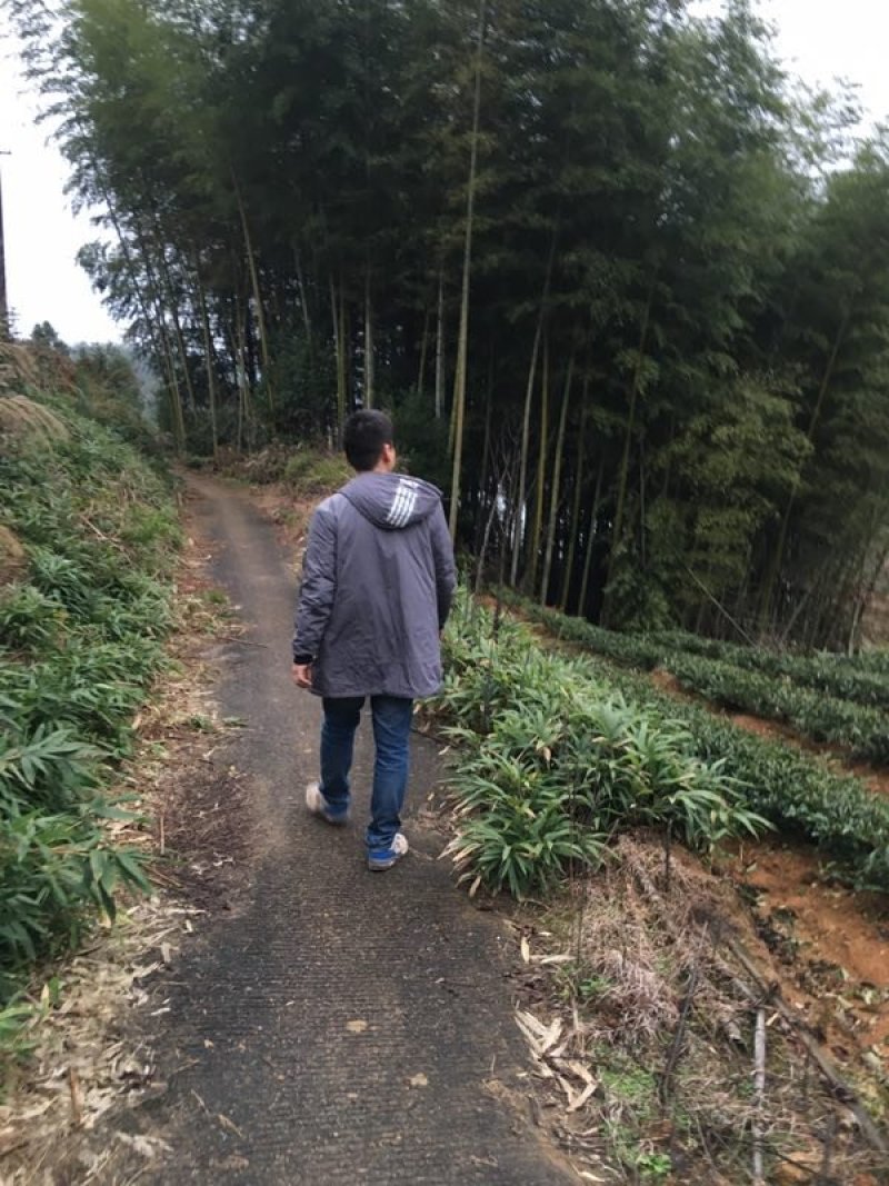 大红袍茶招商微线：MHD9188
