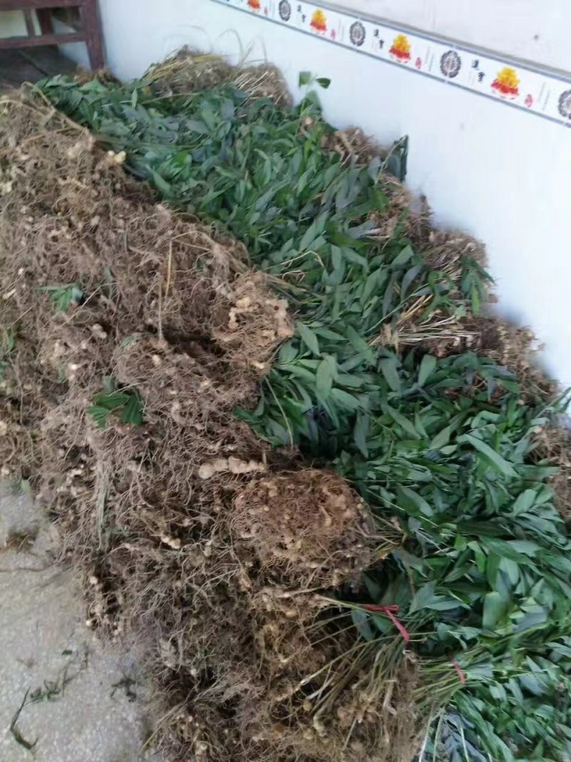 海拔高度1800米的黄精种苗