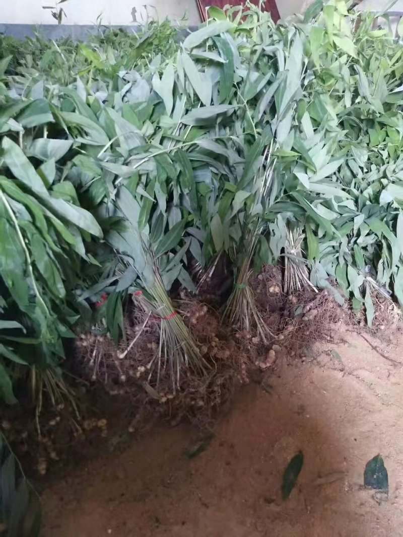 海拔高度1800米的黄精种苗