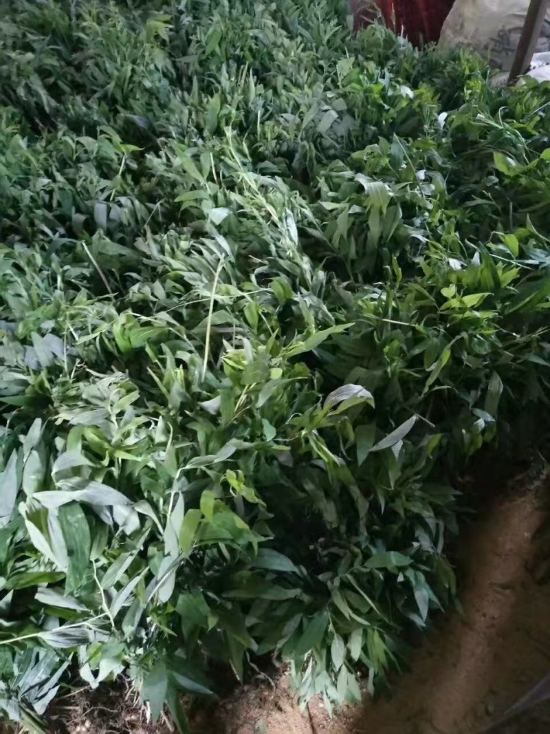 海拔高度1800米的黄精种苗