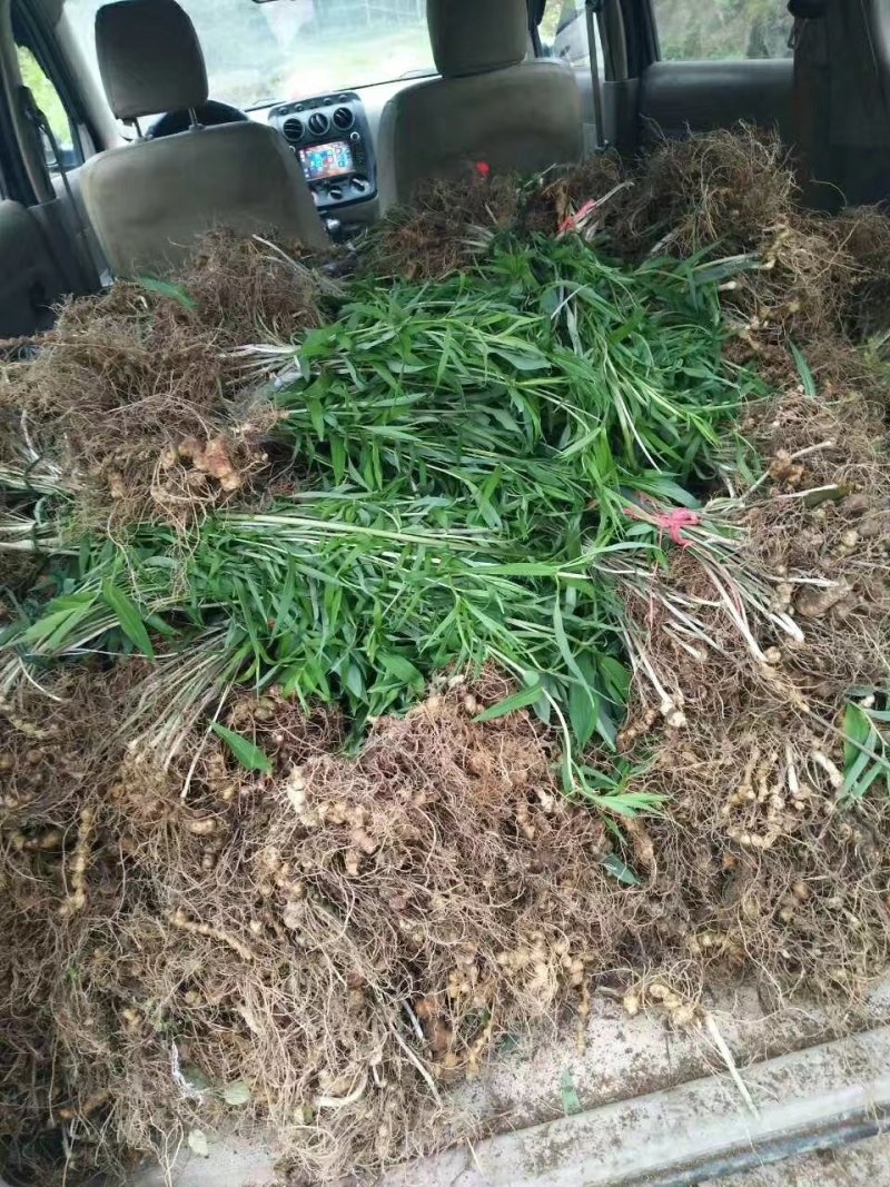 海拔高度1800米的黄精种苗