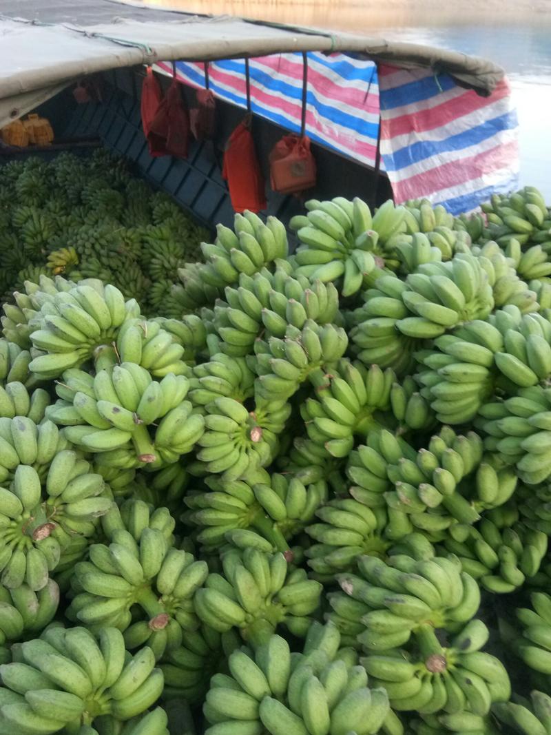 贵州小米蕉新鲜10斤野生水果香蕉帝王蕉banana整箱