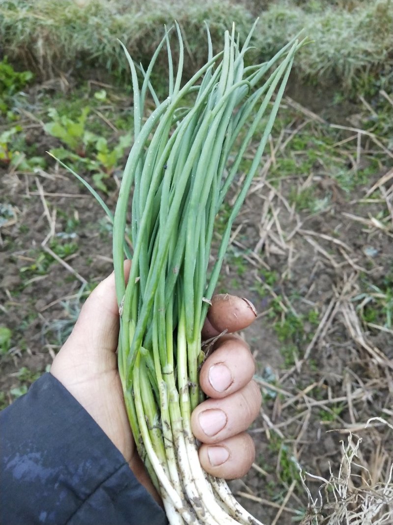 小米葱
