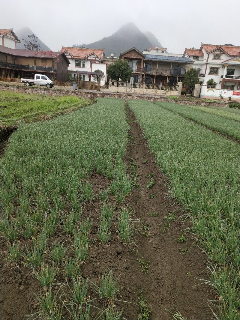 小米葱