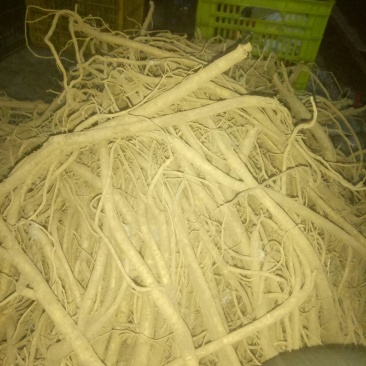 黄芪(个子)
