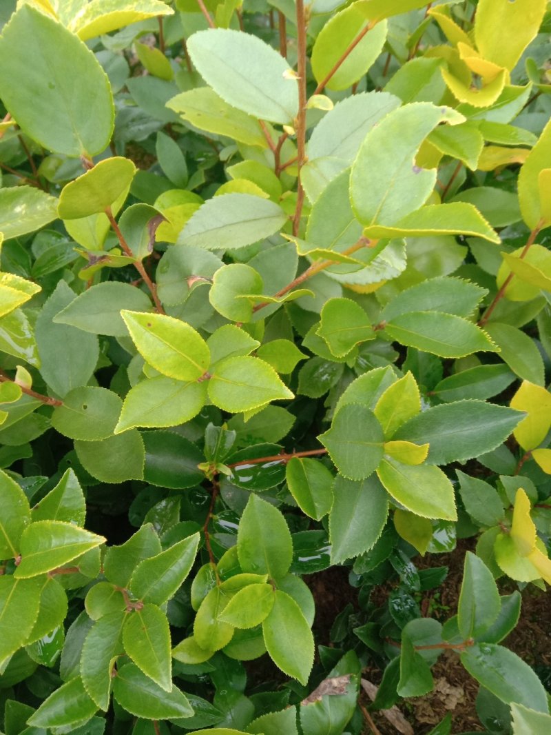 出售大量油茶苗，实生油茶苗，籽播油茶苗，