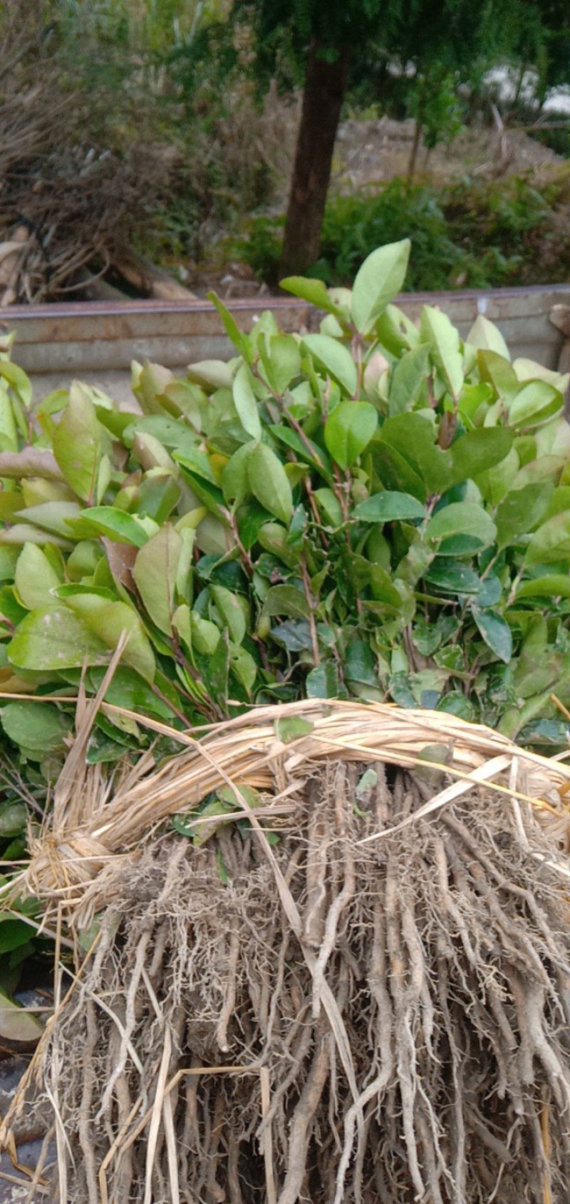 出售大量油茶苗，实生油茶苗，籽播油茶苗，