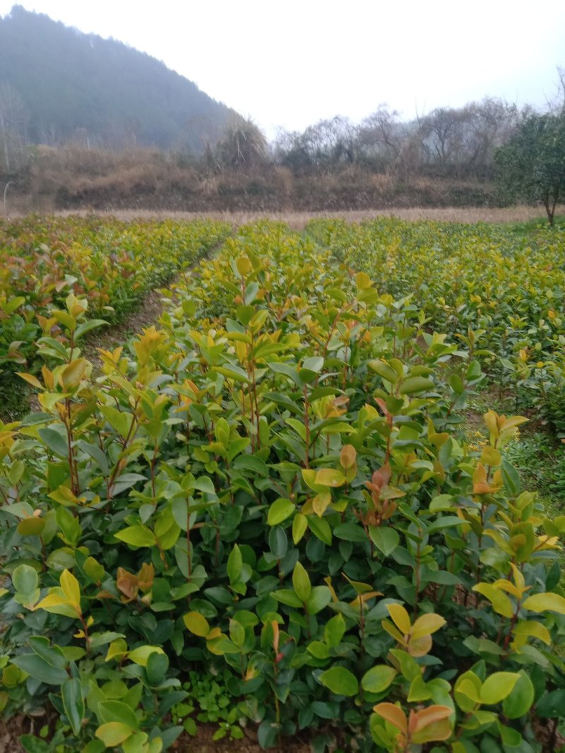 出售大量油茶苗，实生油茶苗，籽播油茶苗，