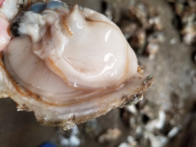 鲜活乳山牡蛎，山东生蚝，生蚝礼品箱，生蚝家庭装，量大从优