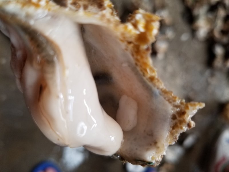 鲜活乳山牡蛎，山东生蚝，生蚝礼品箱，生蚝家庭装，量大从优