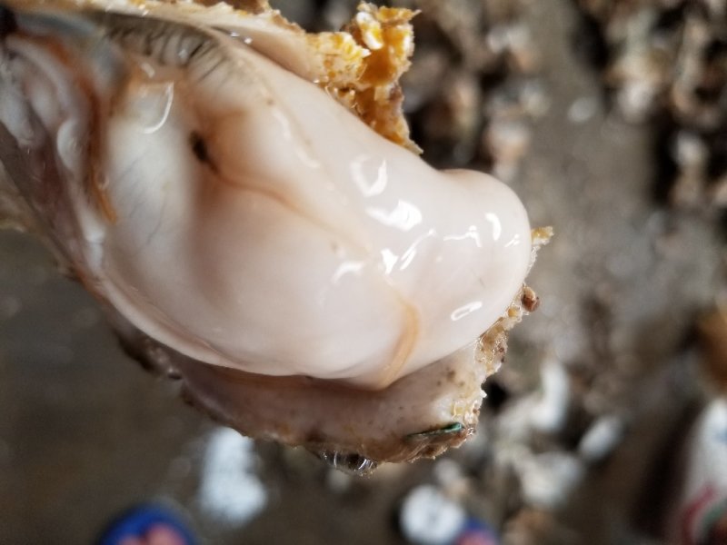 鲜活乳山牡蛎，山东生蚝，生蚝礼品箱，生蚝家庭装，量大从优