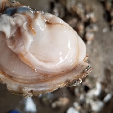 鲜活乳山牡蛎，山东生蚝，生蚝礼品箱，生蚝家庭装，量大从优