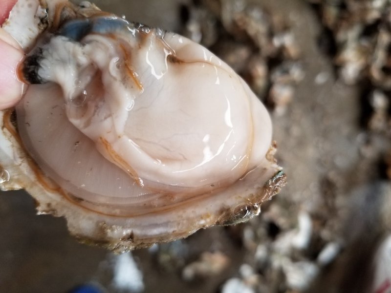 鲜活乳山牡蛎，山东生蚝，生蚝礼品箱，生蚝家庭装，量大从优