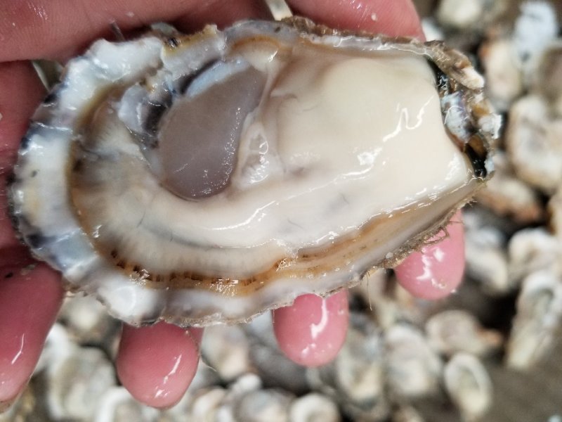 鲜活乳山牡蛎，山东生蚝，生蚝礼品箱，生蚝家庭装，量大从优