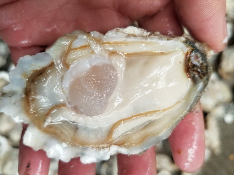鲜活乳山牡蛎，山东生蚝，生蚝礼品箱，生蚝家庭装，量大从优