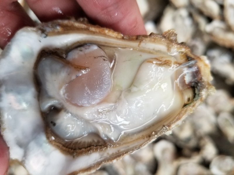 鲜活乳山牡蛎，山东生蚝，生蚝礼品箱，生蚝家庭装，量大从优