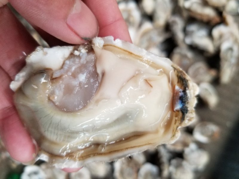 鲜活乳山牡蛎，山东生蚝，生蚝礼品箱，生蚝家庭装，量大从优
