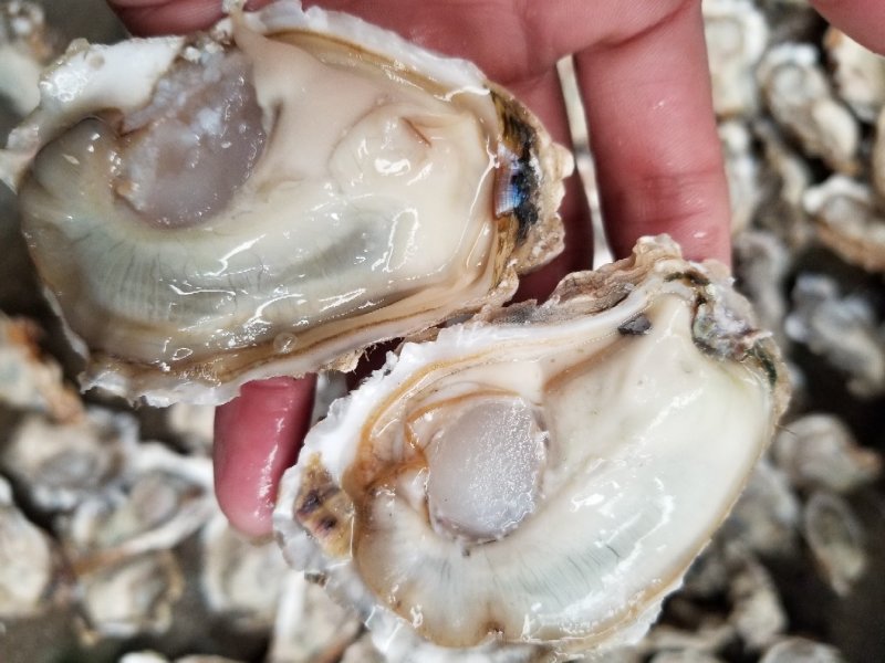 鲜活乳山牡蛎，山东生蚝，生蚝礼品箱，生蚝家庭装，量大从优