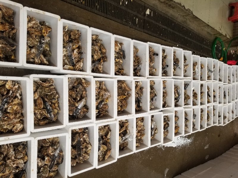 鲜活乳山牡蛎，山东生蚝，生蚝礼品箱，生蚝家庭装，量大从优