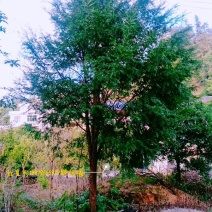 红豆杉树