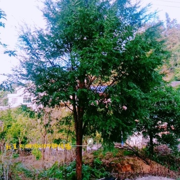 红豆杉树