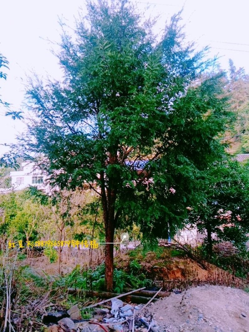 红豆杉树