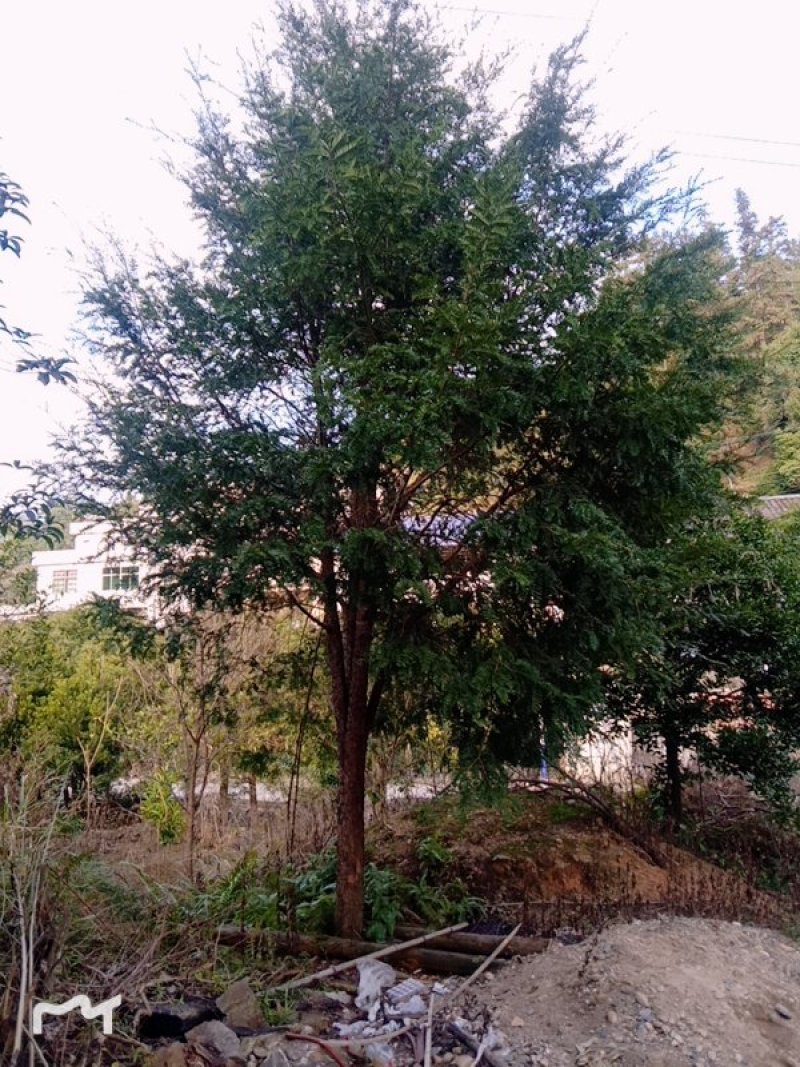 红豆杉树