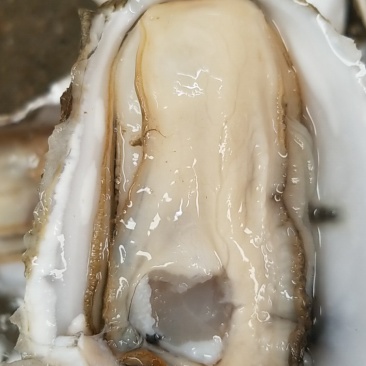 鲜活生蚝,台山小蚝,4个/斤,产地直销,量大从优